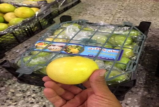 پیش بینی تولید بالغ بر 200 هزار تن لیمو شیرین در قیر و کارزین