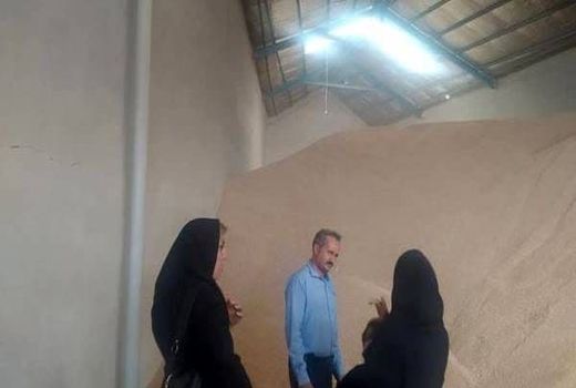 افزایش ۵۰ درصدی میزان خرید گندم در شهرستان تبریز نسبت به سال گذشته