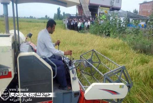 برداشت مکانیزه برنج در 210 هزار هکتار شالیزار مازندران