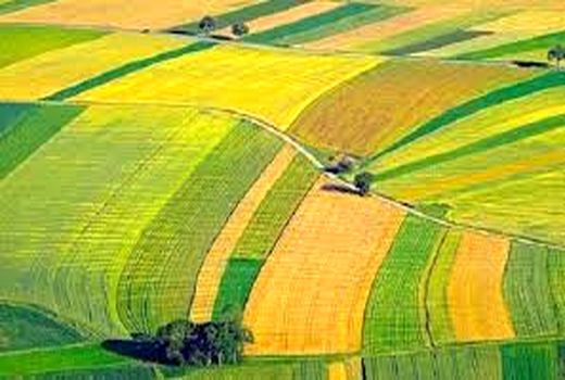 راه اندازی بیمه تمام خطر گاومیش برای نخستین بار در خوزستان