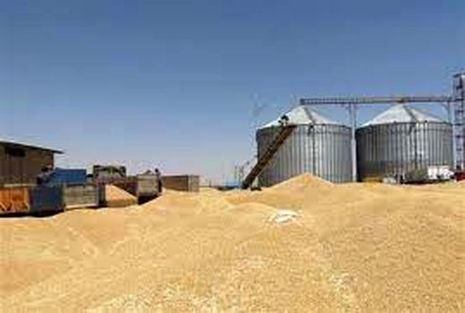 خرید بیش از 105 هزار تن گندم از کشاورزان شوشتر