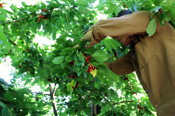 برداشت گیلاس در باغات کهک- استان قم