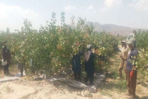 آغاز برداشت پسته در شهرستان داراب