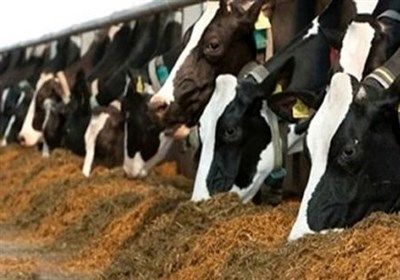 همکاری بسیج کشاورزی در نظارت بر توزیع نهاده ها در دامداری های خراسان شمالی 