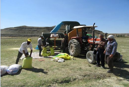بوجاری 2600تن بذر خود مصرفی کشاورزان برای اولین بار در شهر ستان رازوجرگلان 