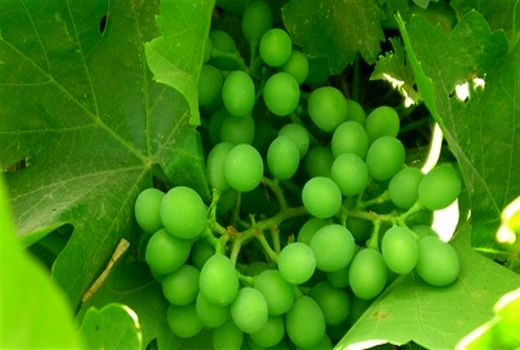 برداشت غوره انگور از باغات تاکستان آغاز شد