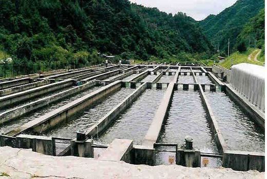 تحقیقات بازوی بهره برداران حوزه شیلات است/ معرفی ۲۳ محصول فرآوری شده