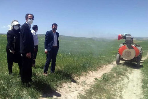 سمپاشی 6200 هکتار از مزارع غلات شهرستان هشترود  علیه آفت سن مادر 