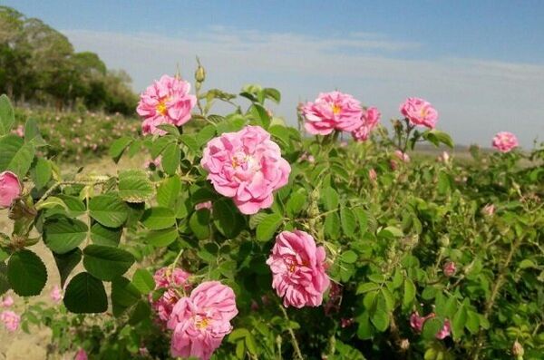 87 هکتار از مزارع کشاورزی استان قزوین به کشت گل محمدی اختصاص دارد 