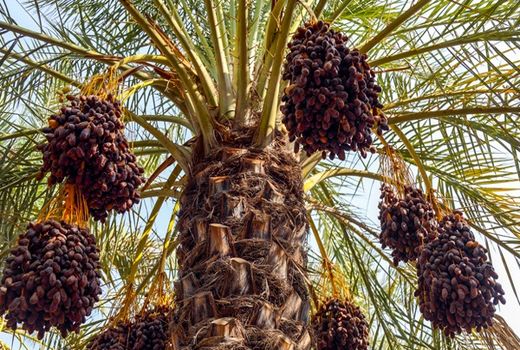 ادامه روند خرید تضمینی خرمای استعمران و استقبال نخلداران خوزستانی