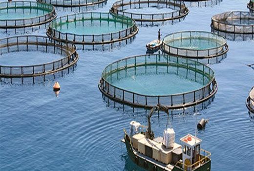پرورش ماهی در قفس؛ چشم انتظار حمایت مسوولان برای صادراتی شدن