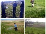 آغاز مبارزه با علف های هرز در مزارع شهرستان بدره