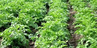 کشت 200 هکتار سبزی پاییزه در آبادان 