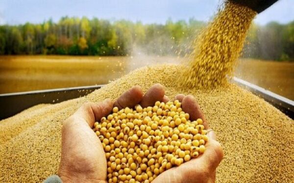 تامین و واردات نهاده‌های دامی سرعت بیشتری پیدا کرده است