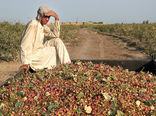 برداشت بالغ بر 4 هزار تن پسته در فردوس