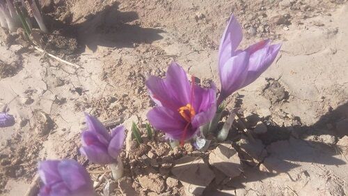 پایان برداشت زعفران از مزارع شهرستان خرم بید 