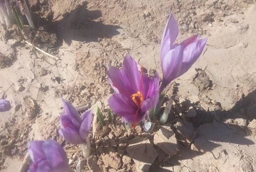 پایان برداشت زعفران از مزارع شهرستان خرم بید 