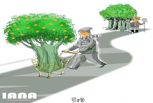 خرید مرکبات شمال در دست واسطه ها-کارتون فیروزه مظفری