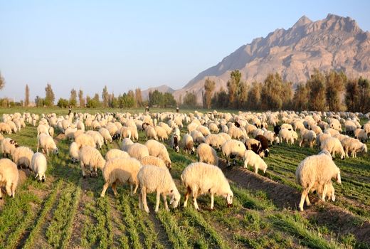 152هزار راس دام علیه بیماری تب برفکی در سیستان و بلوچستان واکسینه شدند