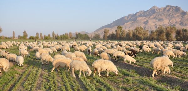 152هزار راس دام علیه بیماری تب برفکی در سیستان و بلوچستان واکسینه شدند