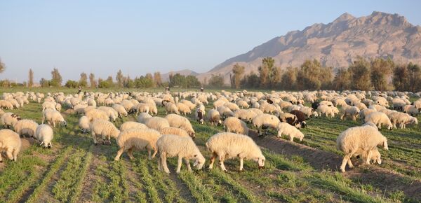 152هزار راس دام علیه بیماری تب برفکی در سیستان و بلوچستان واکسینه شدند
