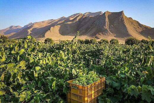 خسارت سرمازدگی به 2600 هکتار از تاکستان های  چهارمحال و بختیاری