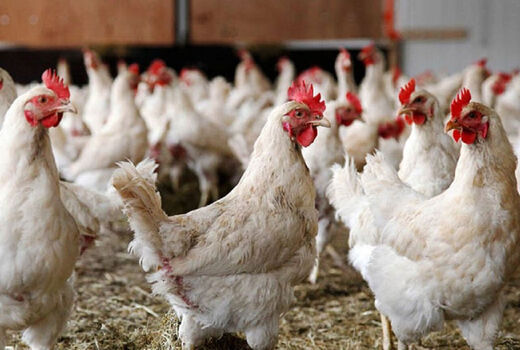 عرضه بیش از ۲۰۶ هزار تن گوشت طیور در کشتارگاه‌های رسمی کشور