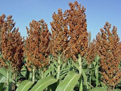 طرح مقایسه ارقام علوفه های کم آب بر در استان قزوین اجرا شد