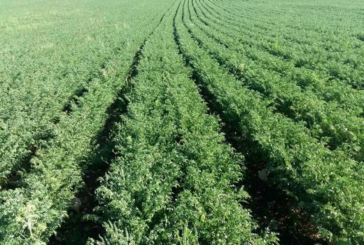 کشت ۶۰هزار هکتار نخود پاییزه را در برنامه داریم