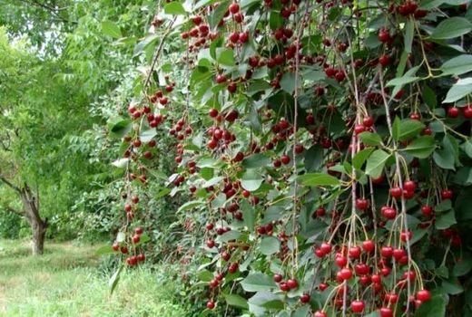 برداشت بیش از ۱۹ هزار تن آلبالو از باغ‌های آذربایجان‌غربی