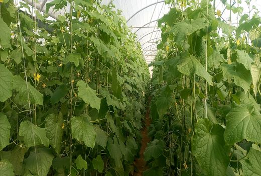 اجرای طرح پایش سامانه‌های گرمایشی گلخانه‌ها در استان فارس