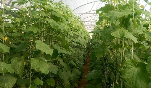 اجرای طرح پایش سامانه‌های گرمایشی گلخانه‌ها در استان فارس