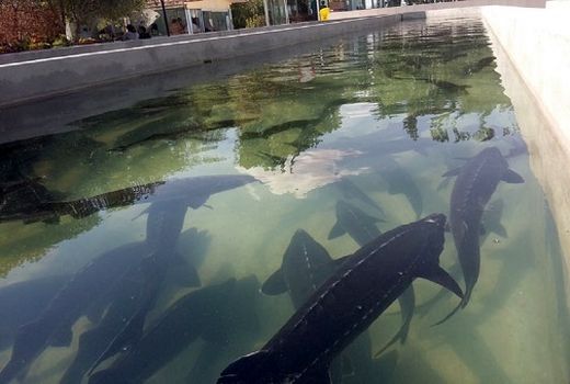 رشد تولید خاویار در استان اصفهان