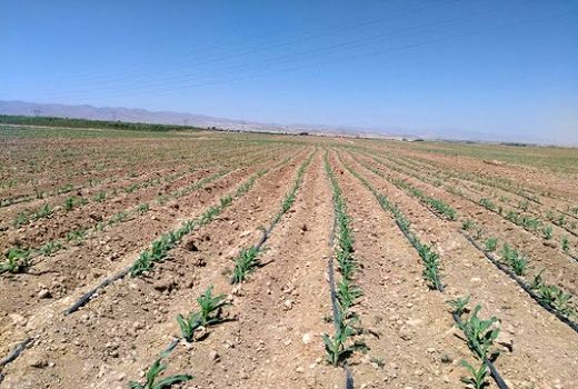افزایش 20 درصدی کشت ذرت علوفه ای در کوار