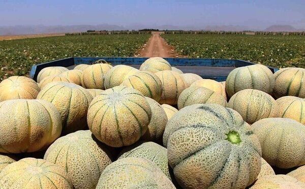  ۹ هزار تن طالبی امسال از مزارع شهرضا برداشت می‌شود