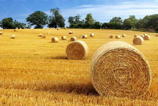 تولید 600 هزار تن علوفه در استان اردبیل 
