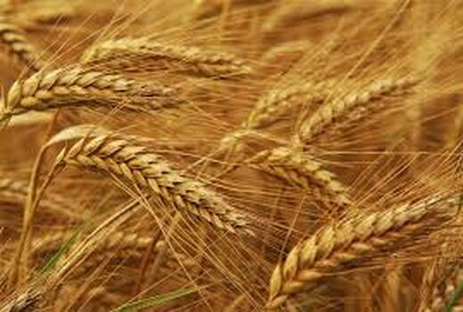 طرح ارتقای تولید گندم در چهار شهرستان استان بوشهر اجرایی شد