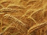 طرح ارتقای تولید گندم در چهار شهرستان استان بوشهر اجرایی شد