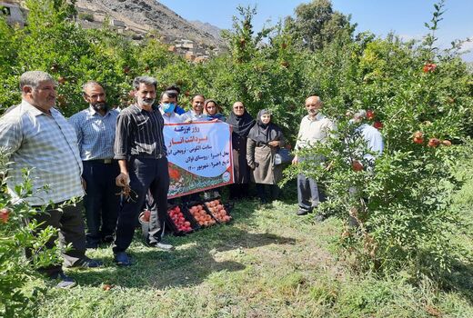 برگزاری  روز مزرعه برداشت انار در شهرستان جلفا 