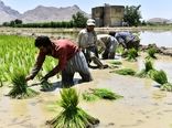 آب اصفهان، پاسخگوی کاشت برنج نیست