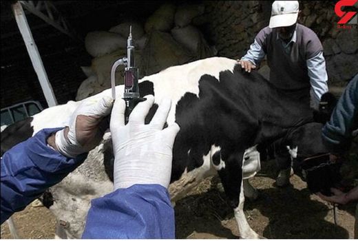 انجام تست سل و تب مالت گاوداریهای صنعتی شهرستان های سلسله و دلفان