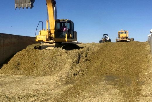 تولید ذرت علوفه ای در مرودشت از یک میلیون تن گذشت 