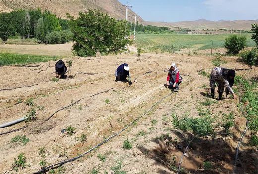 شهرکرد مجری طرح احداث باغچه‌های سلامت