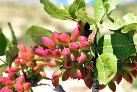 استفاده بهینه از منابع آبی با آبیاری قطره‌ای و لوله‌گذاری