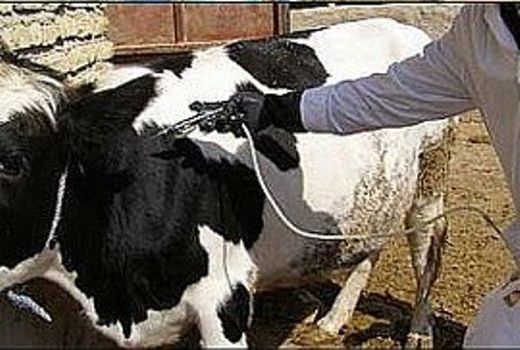 تب برفکی خراسان شمالی در کنترل است 