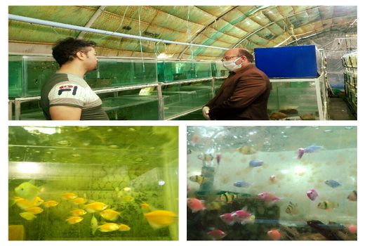 تولید سالانه 220هزار قطعه ماهی زینتی در یکی از واحدهای تولیدی شهرستان پردیس