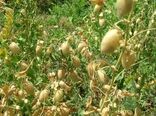رتبه دوم استان آذربایجان شرقی در تولید نخود در کشور
