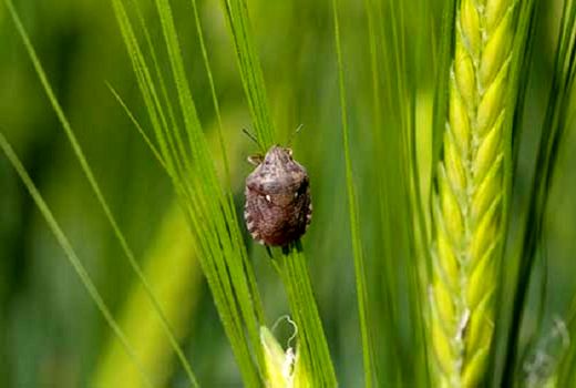 تشدید مبازره با سن غلات در سطح 26 هزار هکتار از مزارع بیضا