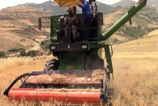برداشت نخود با استفاده از کمباین مجهز  به هد مخصوص در شهرستان کلیبـر