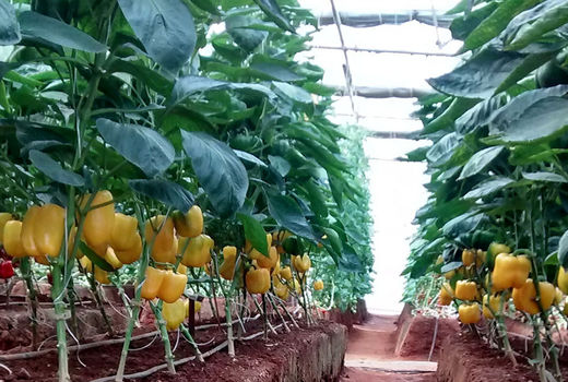 12واحد تولید محصولات گلخانه‌ای در قزوین نشان حد مجاز آلاینده‌ها می‌گیرند